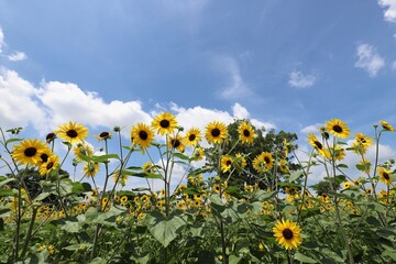 馬見丘陵公園　ひまわり畑