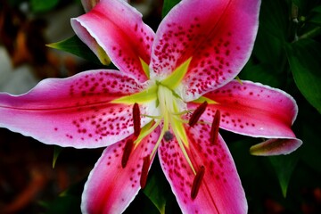 Pink Easter Lily