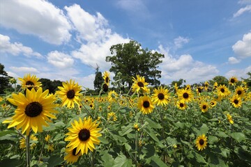 Fototapeta premium 馬見丘陵公園 ひまわり畑