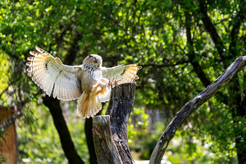 Great eagle owl lands on a tree. The owl has its legs forward and its claws are visible.