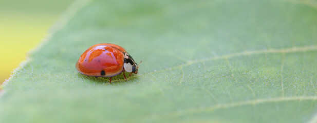 ladybug leaf isolated spring summer background