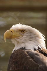 ハクトウワシ