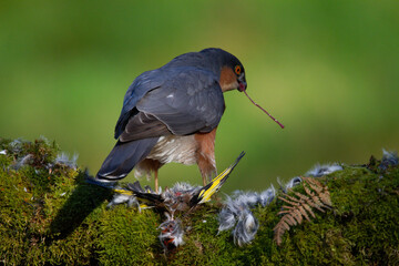 Sparrowhawk (Accipiter nisus), perched sitting on a plucking post with prey. Scotland, UK