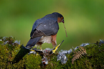 Sparrowhawk (Accipiter nisus), perched sitting on a plucking post with prey. Scotland, UK