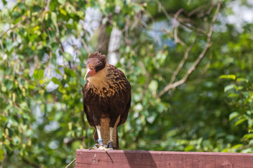 Southern Caracara - Caracara plancus sitting on a wooden beam.