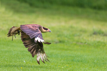 Southern Caracara - Caracara plancus flies over a green meadow. South Karancho is falconry-led.