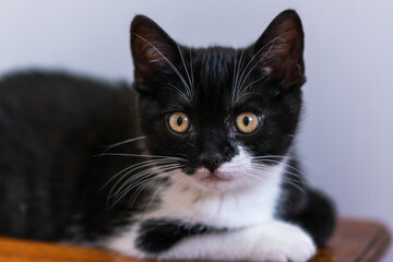 Bicolor british shorthair kitten, cute paws. black and white cat