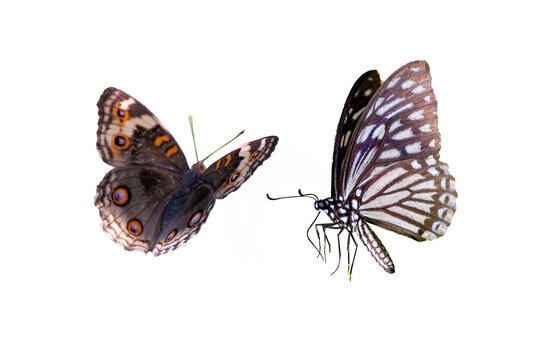 Fototapeta Butterfly spots orange yellow white background Isolate
