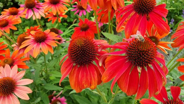 Echinacea und Biene, Insekten, Biene, Video