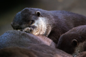 Group of Clawed Otters  Aonyx Cinerea resting on each other muzzle close up