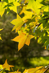 Acer platanoides. maple leaves in the sun. selective focus. gentle autumn background