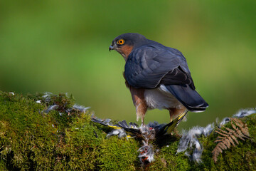 Sparrowhawk (Accipiter nisus), perched sitting on a plucking post with prey. Scotland, UK