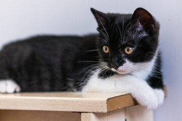 Bicolor british shorthair kitten, cute paws. black and white cat