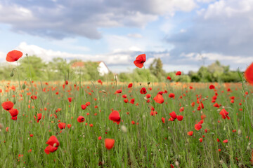 poppy field with blue sky