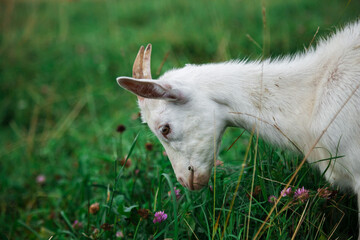 Naklejka na ściany i meble A goat grazes in a field. A small goat grazes in a field.