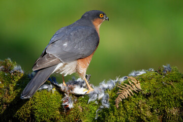 Sparrowhawk (Accipiter nisus), perched sitting on a plucking post with prey. Scotland, UK