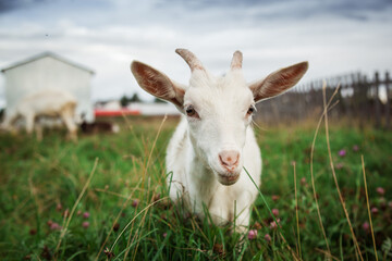 A goat grazes in a field. A small goat grazes in a field.