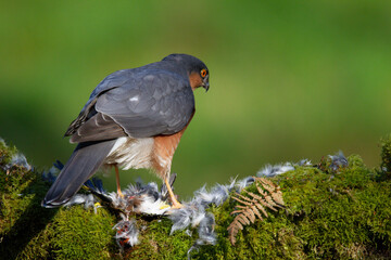 Sparrowhawk (Accipiter nisus), perched sitting on a plucking post with prey. Scotland, UK
