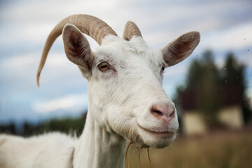 A goat grazes in a field. A small goat grazes in a field.