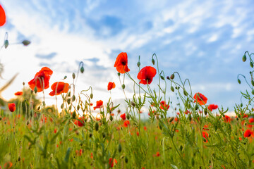 poppy field with blue sky