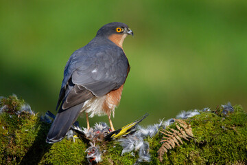 Sparrowhawk (Accipiter nisus), perched sitting on a plucking post with prey. Scotland, UK