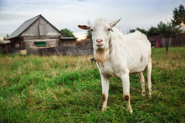 A goat grazes in a field. A small goat grazes in a field.