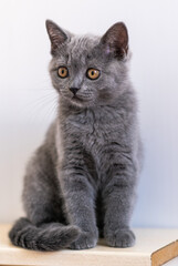 Portrait of cute blue british short hair kitten. Selective  focus.