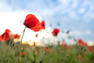 poppy field with blue sky