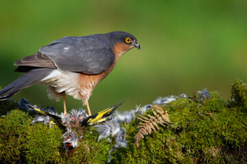 Sparrowhawk (Accipiter nisus), perched sitting on a plucking post with prey. Scotland, UK