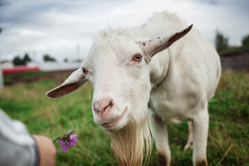 A little boy feeds a goat in a field.