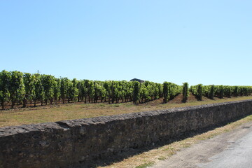 Vignes Saint-Emilion