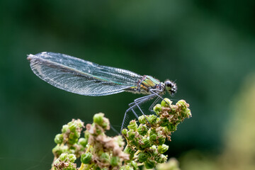 Close up image of a female Banded Demoiselle (Calopteryx splendens) damselfly on vegetation