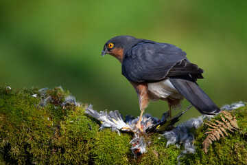 Fototapeta premium Sparrowhawk (Accipiter nisus), perched sitting on a plucking post with prey. Scotland, UK