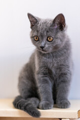 Fototapeta premium Portret kotka ładny niebieski brytyjski krótkie włosy. Selektywna ostrość.