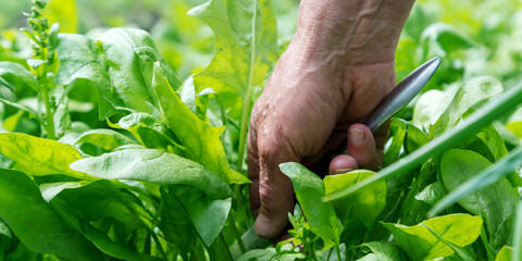 person hand cuts sorrel leaves with metal knife closeup