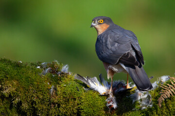 Fototapeta premium Sparrowhawk (Accipiter nisus), perched sitting on a plucking post with prey. Scotland, UK