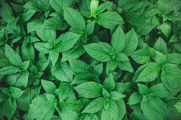 Moody macro nature photography. Green foliage full frame background.