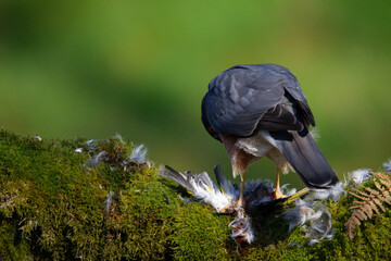 Sparrowhawk (Accipiter nisus), perched sitting on a plucking post with prey. Scotland, UK
