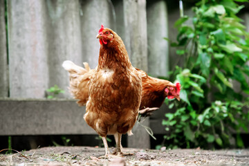 brown chickens stand on farmyard against grey fence