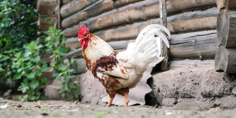 rooster with white and brown feathers stands near building
