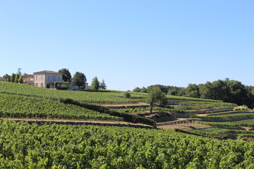 Vignes Saint-Emilion