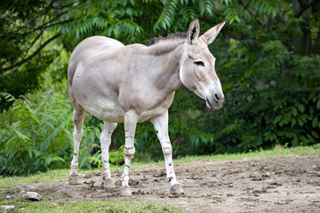 Naklejka na ściany i meble Somali wild ass, Equus africanus somaliensis, a large donkey, is an endangered species