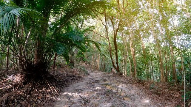 Point of view shot - walking Jungle path at deep tropical rain forest. Wild nature stock footage.