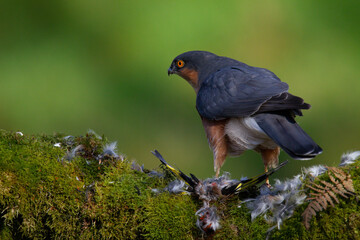 Sparrowhawk (Accipiter nisus), perched sitting on a plucking post with prey. Scotland, UK