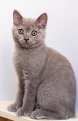 Portrait of cute lilac british short hair kitten with blue eyes. Selective  focus.