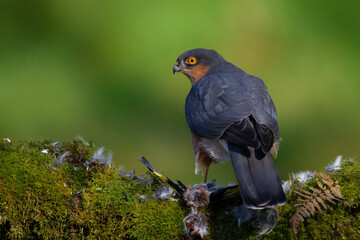 Sparrowhawk (Accipiter nisus), perched sitting on a plucking post with prey. Scotland, UK