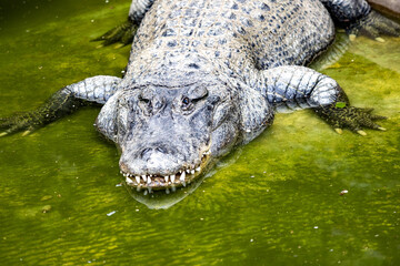 The American alligator, Alligator mississippiensis, is one of the largest American crocodiles