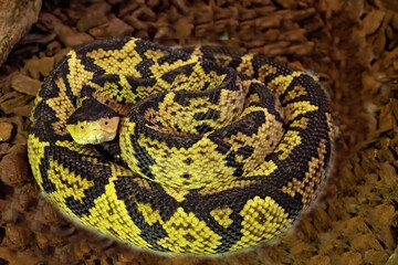 Obraz premium The black-headed bushmaster, Lachesis melanocephlaus, is one of the rarest snakes living in a small area in Costa Rica