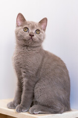 Portrait of cute lilac british short hair kitten with blue eyes. Selective  focus.