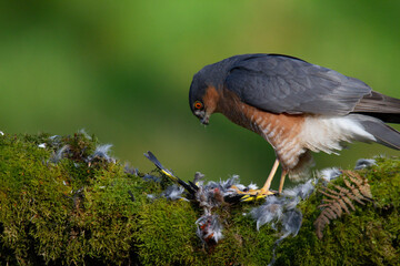 Sparrowhawk (Accipiter nisus), perched sitting on a plucking post with prey. Scotland, UK